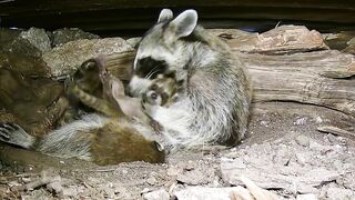 A mama raccoon and 4 newborn kits: On our live stream now