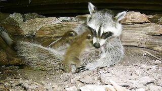 A mama raccoon and 4 newborn kits: On our live stream now