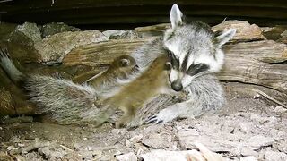 A mama raccoon and 4 newborn kits: On our live stream now