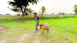 Bakra Chor ???? New Business ???? Funny Video Dawood Sabir Vlogs