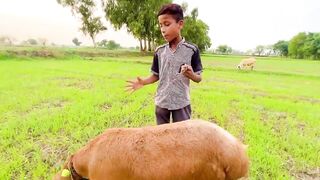 Bakra Chor ???? New Business ???? Funny Video Dawood Sabir Vlogs