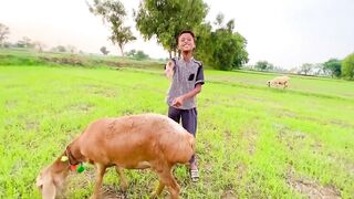 Bakra Chor ???? New Business ???? Funny Video Dawood Sabir Vlogs