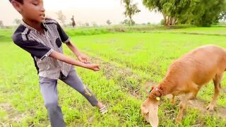 Bakra Chor ???? New Business ???? Funny Video Dawood Sabir Vlogs