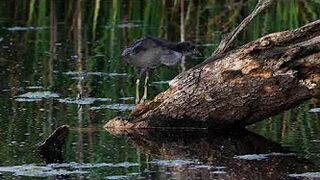 CRAZY Long-Legged Baby Coot Stretching and Eating with Mom