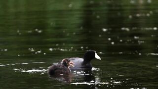 CRAZY Long-Legged Baby Coot Stretching and Eating with Mom