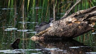 CRAZY Long-Legged Baby Coot Stretching and Eating with Mom