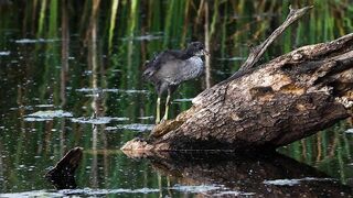 CRAZY Long-Legged Baby Coot Stretching and Eating with Mom