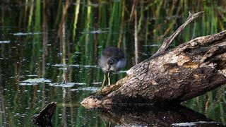 CRAZY Long-Legged Baby Coot Stretching and Eating with Mom