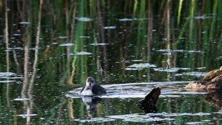 CRAZY Long-Legged Baby Coot Stretching and Eating with Mom