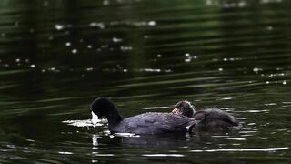 CRAZY Long-Legged Baby Coot Stretching and Eating with Mom