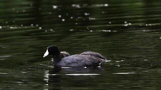 CRAZY Long-Legged Baby Coot Stretching and Eating with Mom