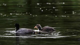 CRAZY Long-Legged Baby Coot Stretching and Eating with Mom