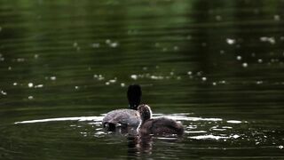 CRAZY Long-Legged Baby Coot Stretching and Eating with Mom