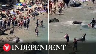 Sea lions chase sunbathers on California beach