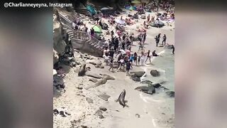 Sea lions chase sunbathers on California beach