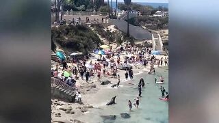 Sea lions chase sunbathers on California beach