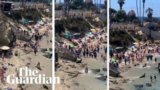 Beachgoers flee as sea lions chase each other on California beach