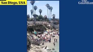 Beachgoers flee as sea lions chase each other on California beach