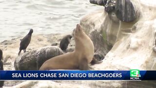 Sea lion video at beach goes viral