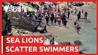 Sea Lions chase swimmers off beach | SBS News