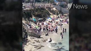 Sea Lions chase swimmers off beach | SBS News