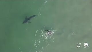 Shark sighting near Juno Beach forces swimmers out of water