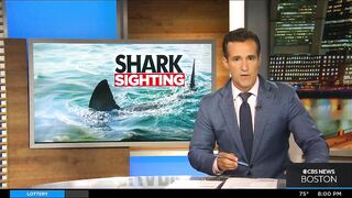 Shark sighting shuts down Westport beach