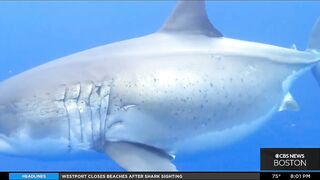 Shark sighting shuts down Westport beach