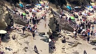 Sea Lions Chasing People Off Beach