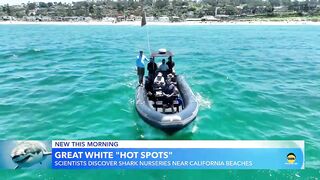 New research captures video of juvenile white shark nursery at popular beach | GMA