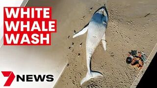 Dead white whale washed up on Victorian beach not the famous Migaloo | 7NEWS