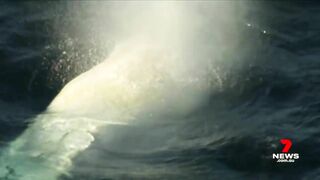 Dead white whale washed up on Victorian beach not the famous Migaloo | 7NEWS