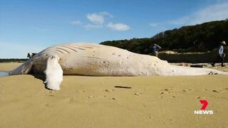 Dead white whale washed up on Victorian beach not the famous Migaloo | 7NEWS