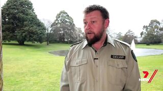 Dead white whale washed up on Victorian beach not the famous Migaloo | 7NEWS