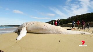 Dead white whale washed up on Victorian beach not the famous Migaloo | 7NEWS