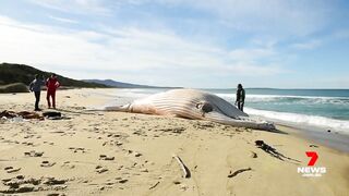 Dead white whale washed up on Victorian beach not the famous Migaloo | 7NEWS