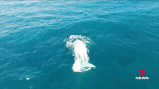 Dead white whale washed up on Victorian beach not the famous Migaloo | 7NEWS