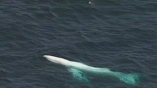 Whale washes up on beach in eastern Victoria prompting fears from marine experts