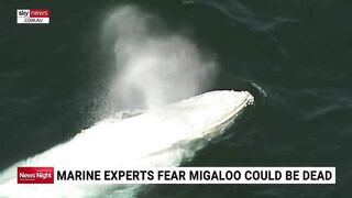 Whale washes up on beach in eastern Victoria prompting fears from marine experts