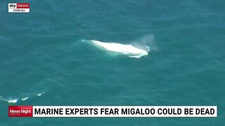 Whale washes up on beach in eastern Victoria prompting fears from marine experts