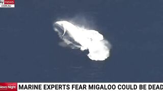 Whale washes up on beach in eastern Victoria prompting fears from marine experts