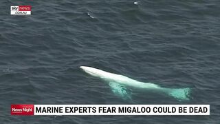 Whale washes up on beach in eastern Victoria prompting fears from marine experts