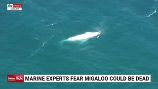 Whale washes up on beach in eastern Victoria prompting fears from marine experts