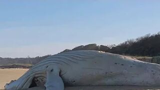 Rare albino whale washed up on Victorian beach