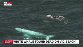 Rare albino whale washed up on Victorian beach