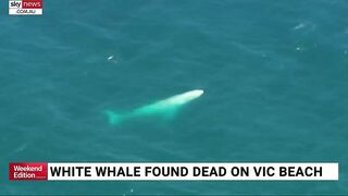 Rare albino whale washed up on Victorian beach