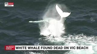 Rare albino whale washed up on Victorian beach