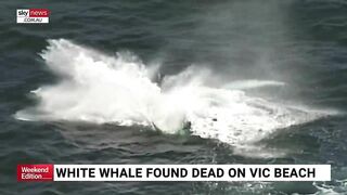 Rare albino whale washed up on Victorian beach