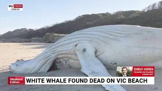 Rare albino whale washed up on Victorian beach