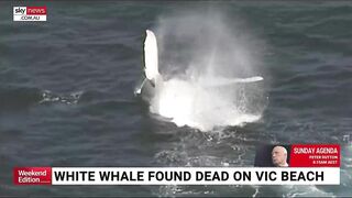 Rare albino whale washed up on Victorian beach